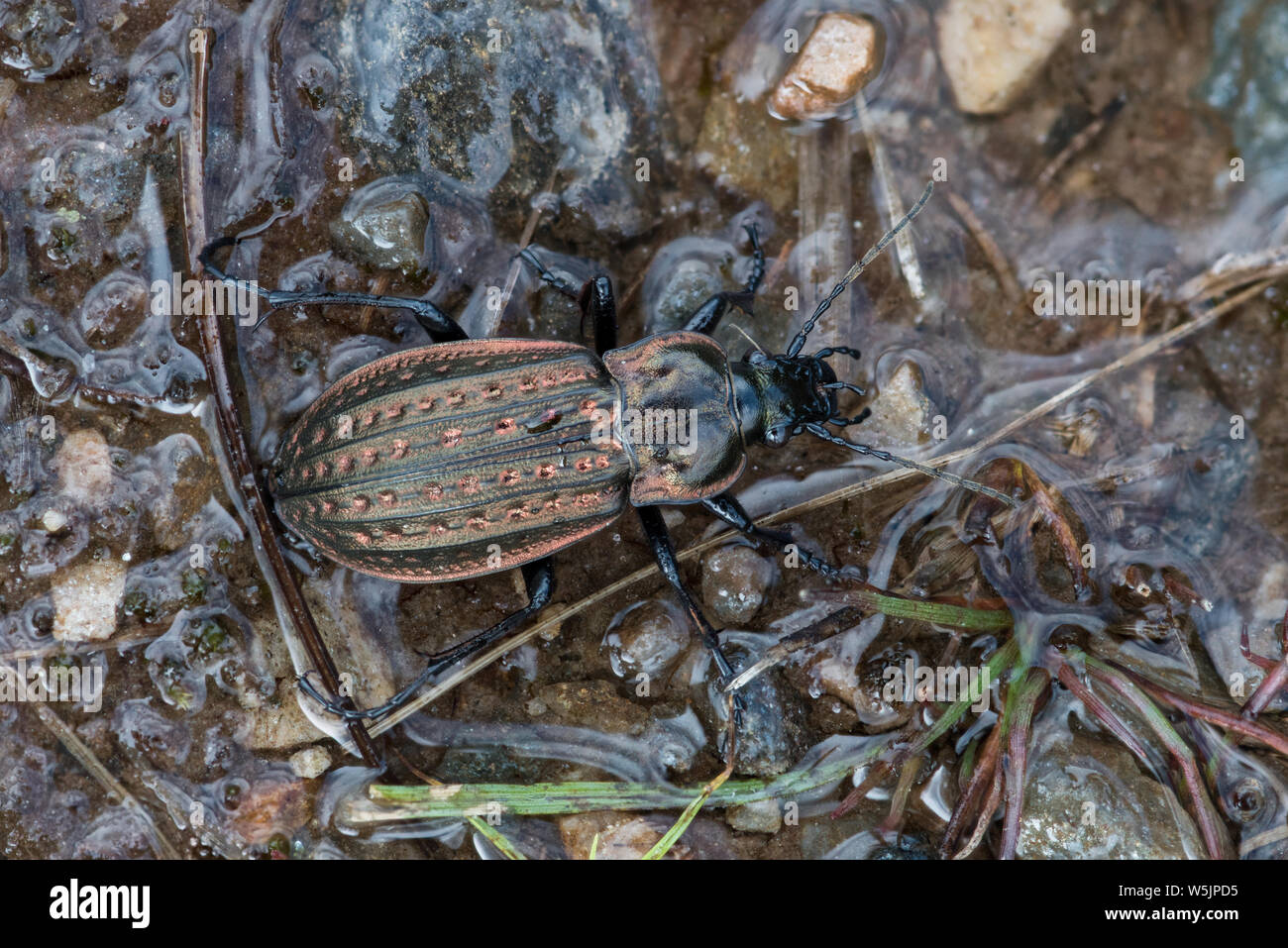 Les carabes Carabus clatratus, Rosshire, Ecosse Banque D'Images