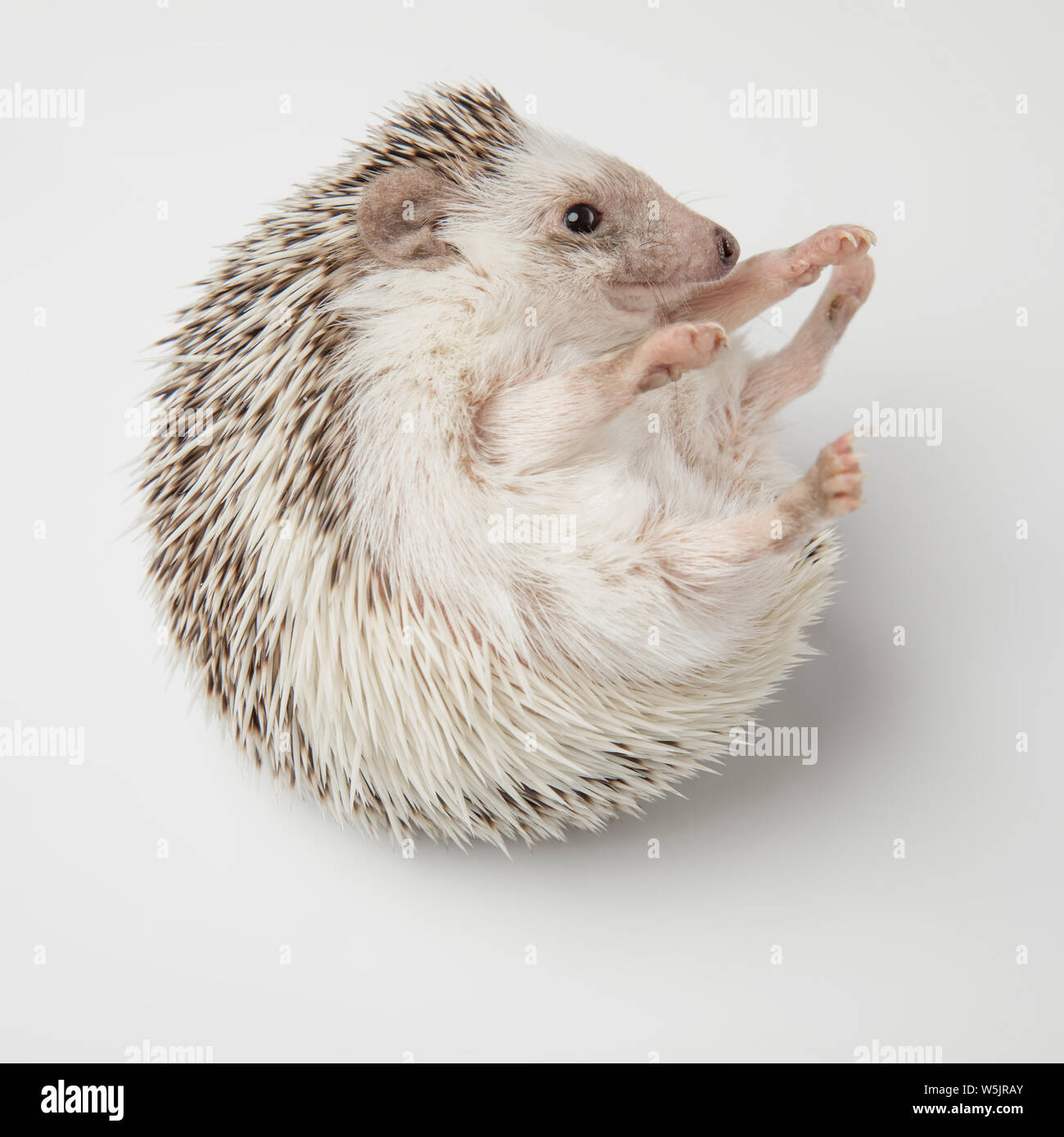Avoir Images Nain Jouant Photos Nain Jouant Images Alamy dernière salutations