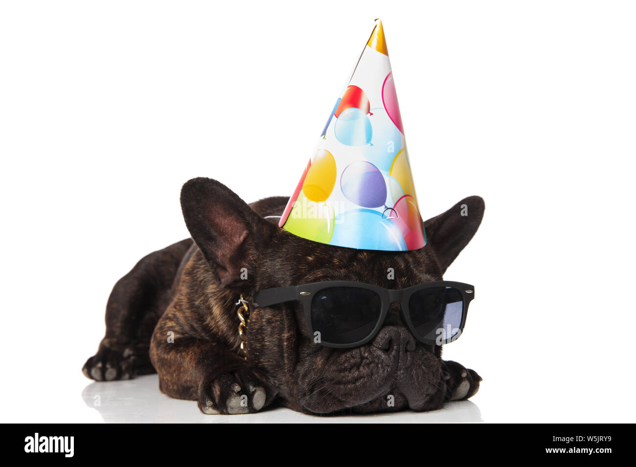 Anniversaire Mignon Bouledogue Francais Avec Des Lunettes De Soleil Ressemble A L Autre Alors Qu Elle Repose Sur Le Fond Blanc Photo Stock Alamy Anniversaire Mignon Bouledogue Francais Avec Des Lunettes De Soleil Ressemble A L Autre Alors Qu Elle Repose Sur Le Fond Blanc Photo Stock Alamy