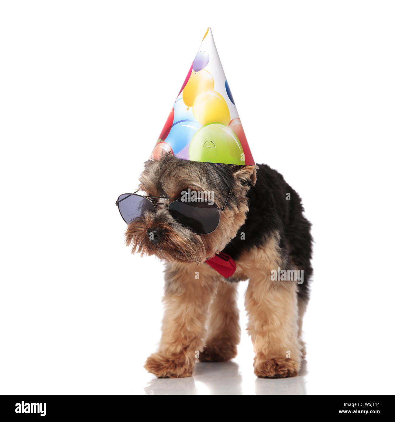 Joyeux Anniversaire Yorkshire Terrier Wearing Hat Photo Stock Alamy Joyeux Anniversaire Yorkshire Terrier Wearing Hat Photo Stock Alamy