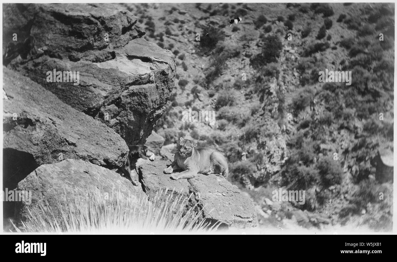 Bien que les coyotes, les loups, ours et bob cats sont préjudiciables aux jeux et les animaux domestiques, le mountain lion est l'ennemi n°1. Ses victimes favorites sont les cerfs, les chevaux et le bétail. Les chasseurs sont payés par la société biologique San Carlos, indiens et CCC-ID chasser continuellement lion mais l'augmentation semble compenser le nombre tués. L'image ci-dessus a été prise à Salt Creek, à 32 kilomètres de San Carlos et le lion est l'un des 5 tués par Larsen en un jour. Banque D'Images