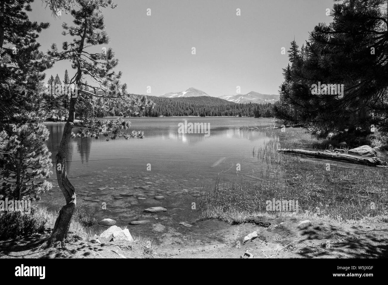 Lembert Dome en vallée de Yosemite Banque D'Images