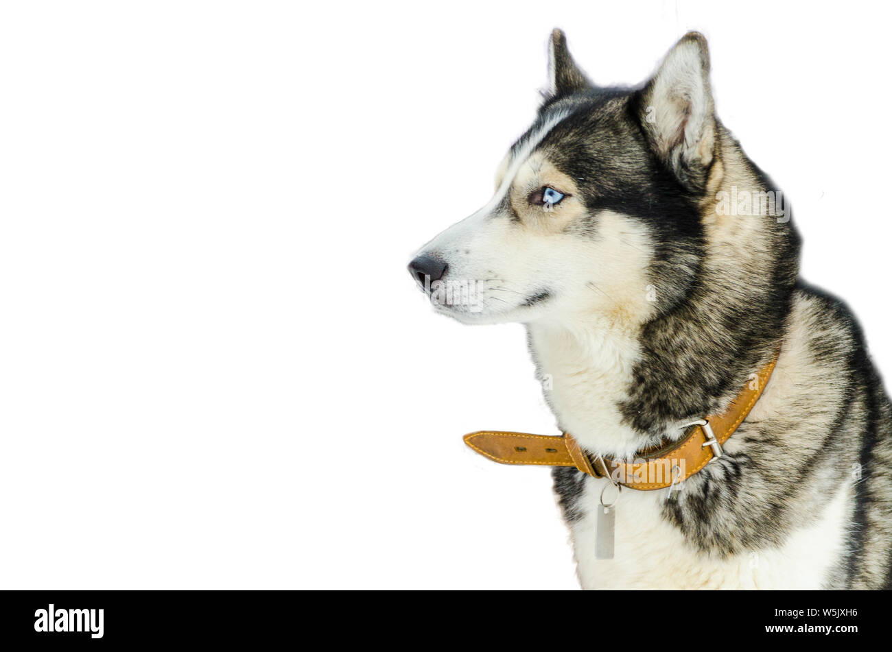 Husky Face Photos Husky Face Images Alamy