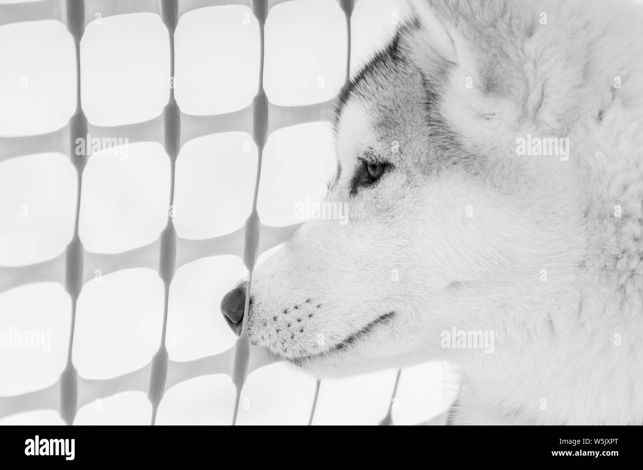 Portrait de chien husky de Sibérie à l'arrière-plan de clôture. Préparation de course de chiens de traîneau. Close up race Husky face. Photo en noir et blanc. Banque D'Images