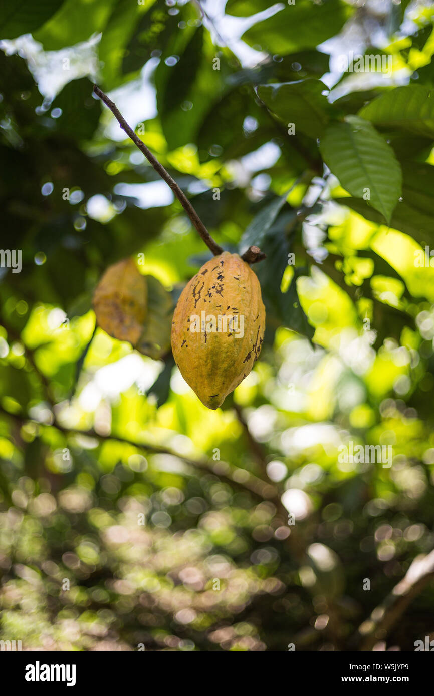 Gelbe Kakaofrucht am Baum cacaoyer Banque D'Images