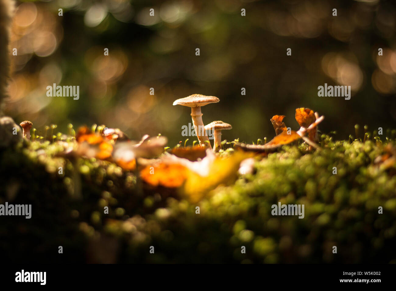 Wilde Pilze im Wald wachsend Banque D'Images
