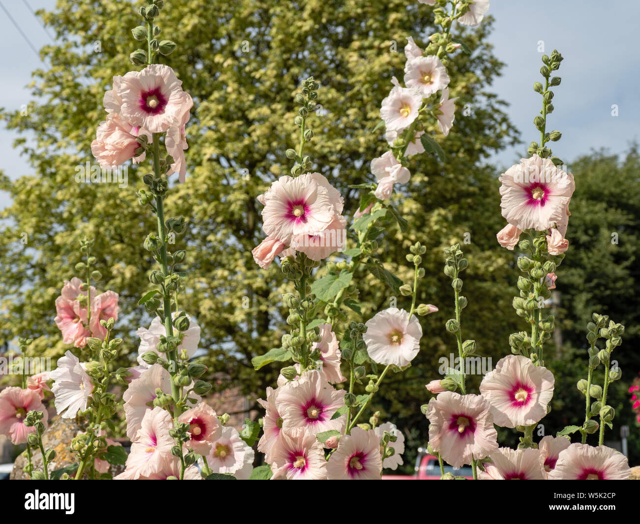Tall fleurs roses dans un jardin, dans le village pittoresque de South Littleton, Worcestershire, Angleterre, RU Banque D'Images
