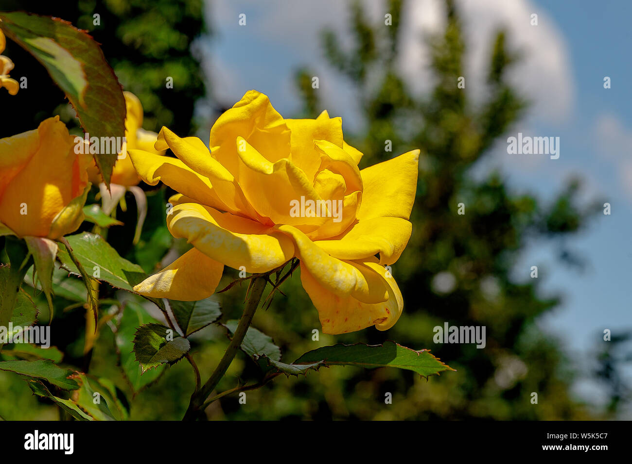 Rose jaune Fleurs, close-up Banque D'Images