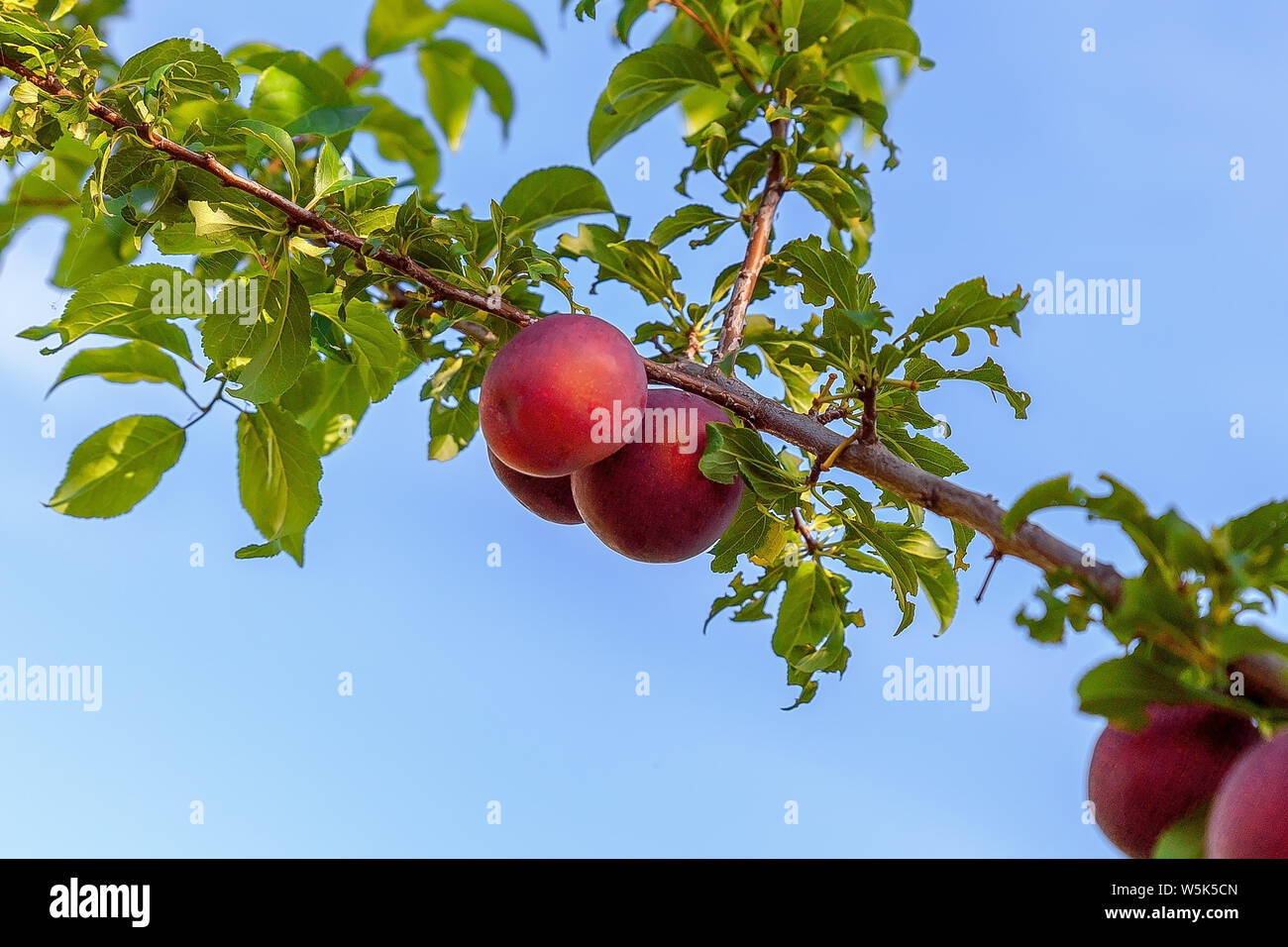 Les prunes mûres sur une branche, close-up Banque D'Images