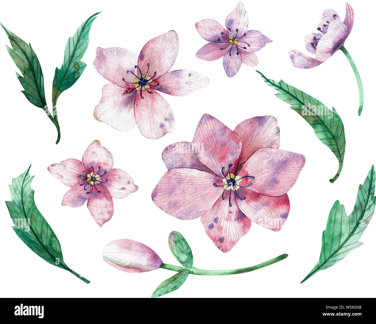 Fleurs rose rose de Noël isolé sur fond blanc. Illustration à l'aquarelle. Rose d'hiver. Éléments clipart pour votre conception. Banque D'Images