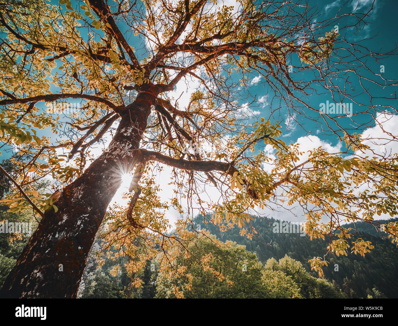 Autumn forest tree Banque D'Images