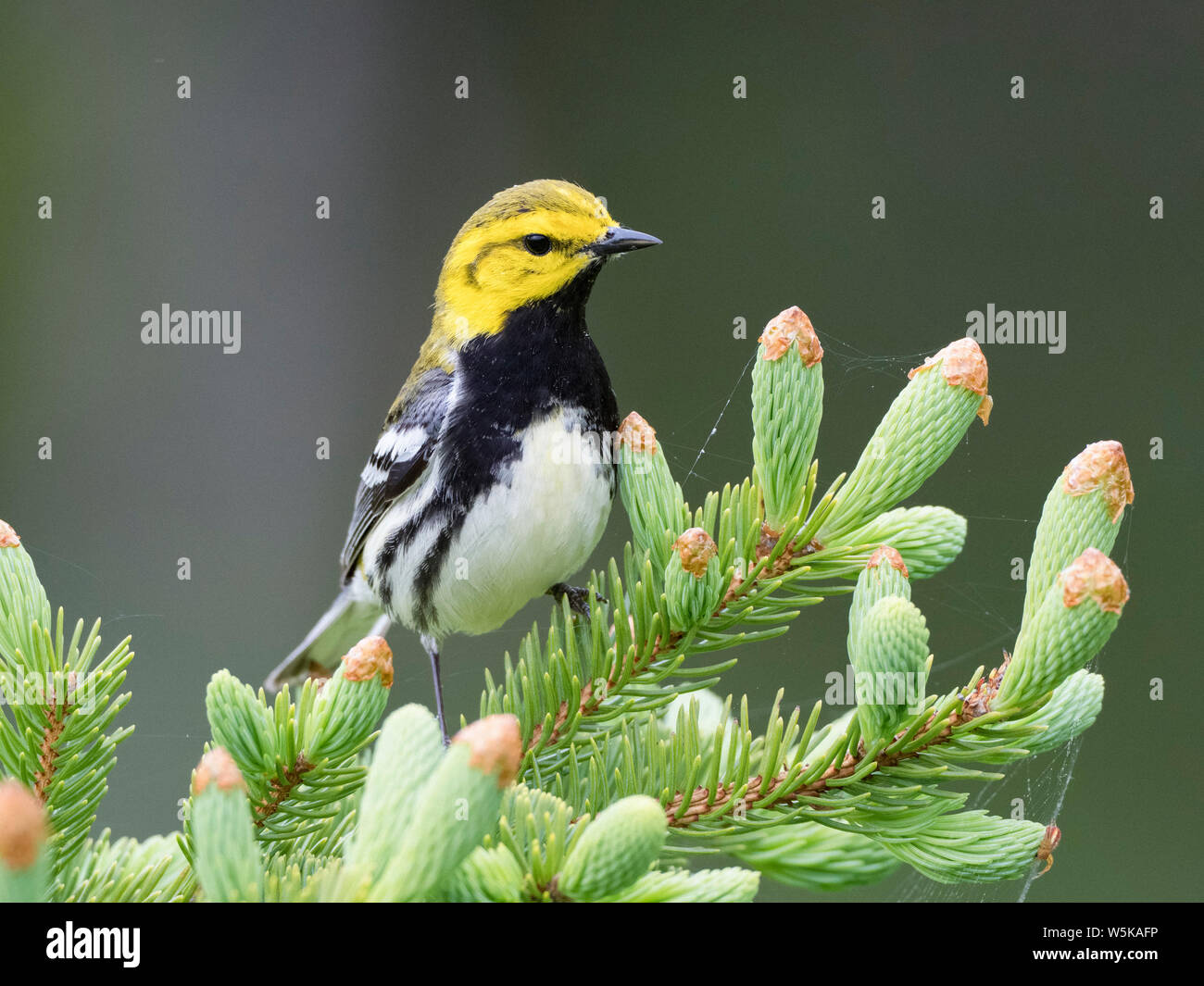 Paruline à gorge noire, Setophaga virens, homme, perché au printemps evergreen branch, Nova Scotia, Canada Banque D'Images