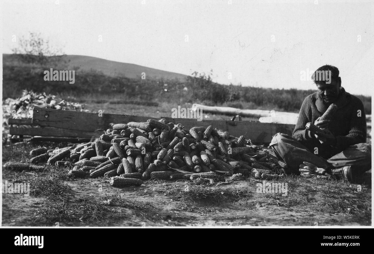 Chas. La sélection de maïs de semence Crownecklace Alta Banque D'Images