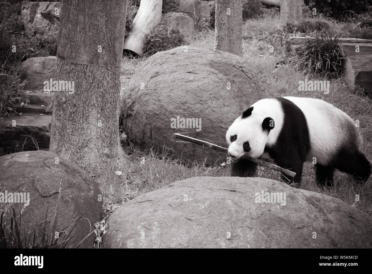 Wang Wang panda dans le Zoo d'Adélaïde Banque D'Images