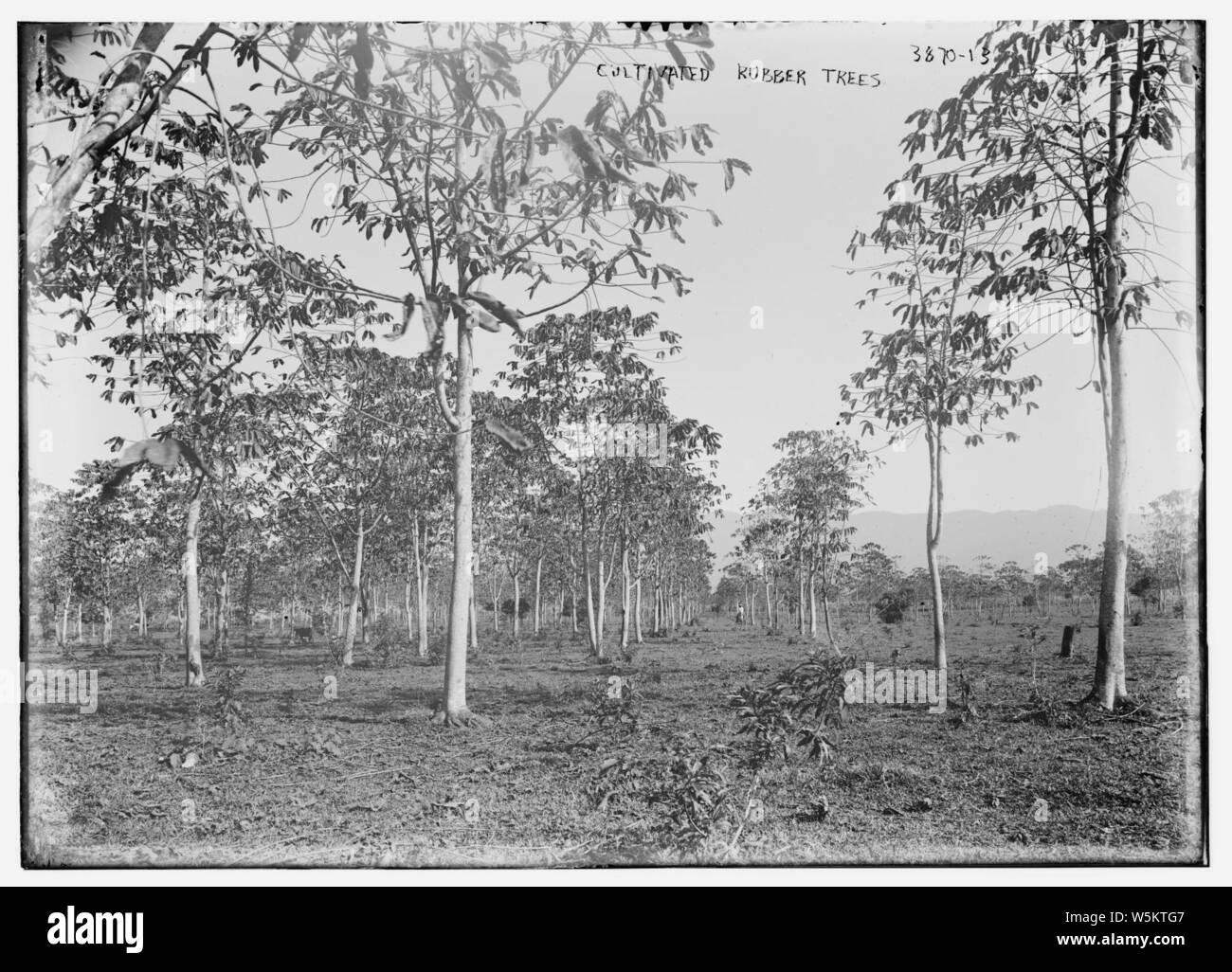 Les arbres à caoutchouc cultivé Banque D'Images