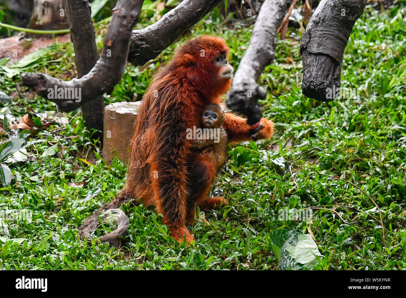 Un mois Golden snub-nosed singe nommé Xiaochun est adopté par sa mère lors de sa première apparition publique à l'Chimelong Parc Safari à Gua Banque D'Images