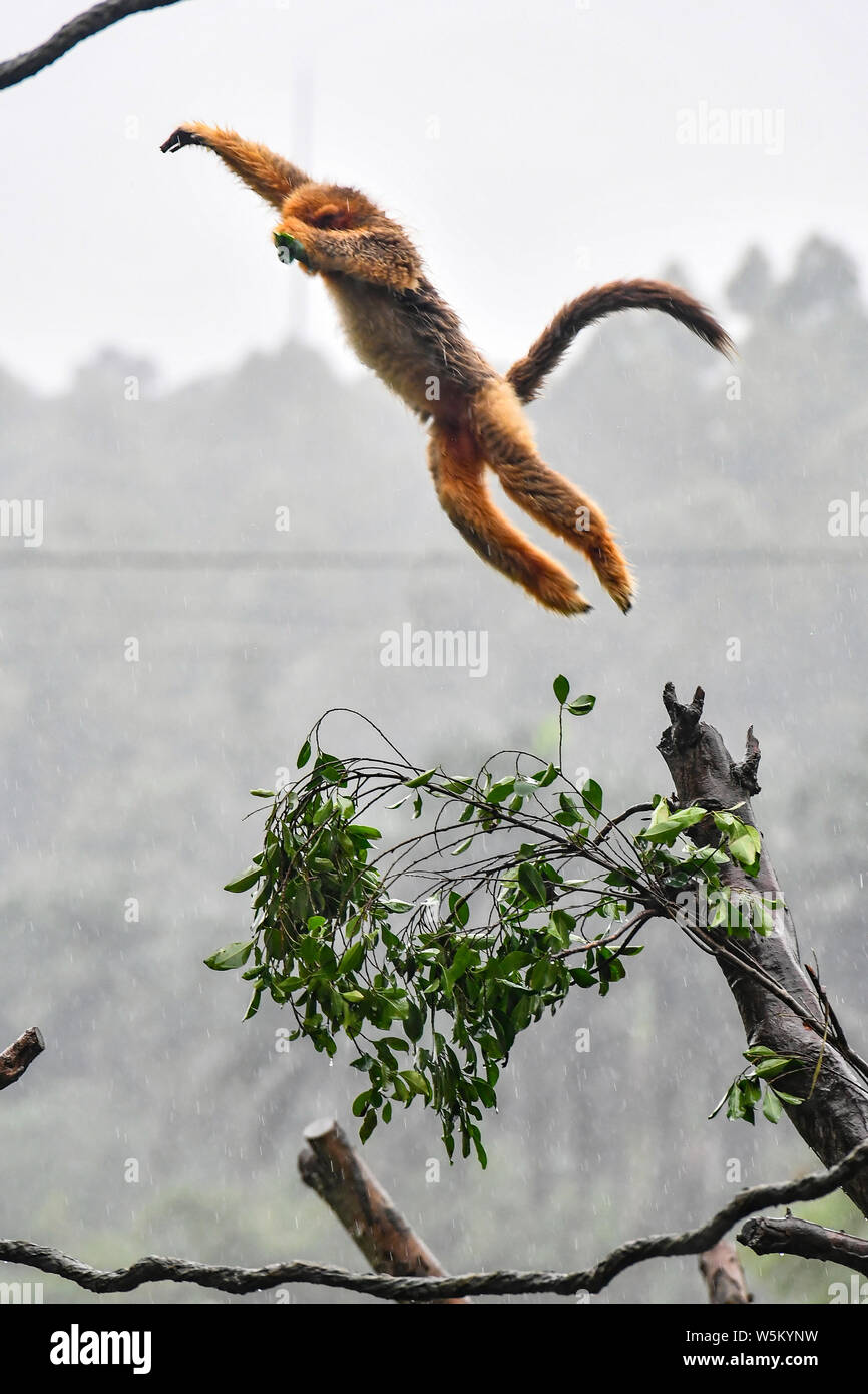 Un mois Golden snub-nosed singe nommé Xiaochun est adopté par sa mère lors de sa première apparition publique à l'Chimelong Parc Safari à Gua Banque D'Images