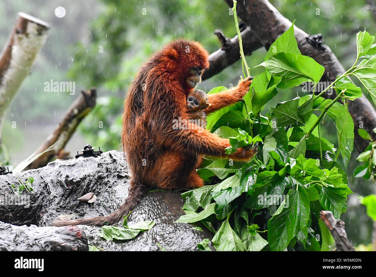 Un mois Golden snub-nosed singe nommé Xiaochun est adopté par sa mère lors de sa première apparition publique à l'Chimelong Parc Safari à Gua Banque D'Images