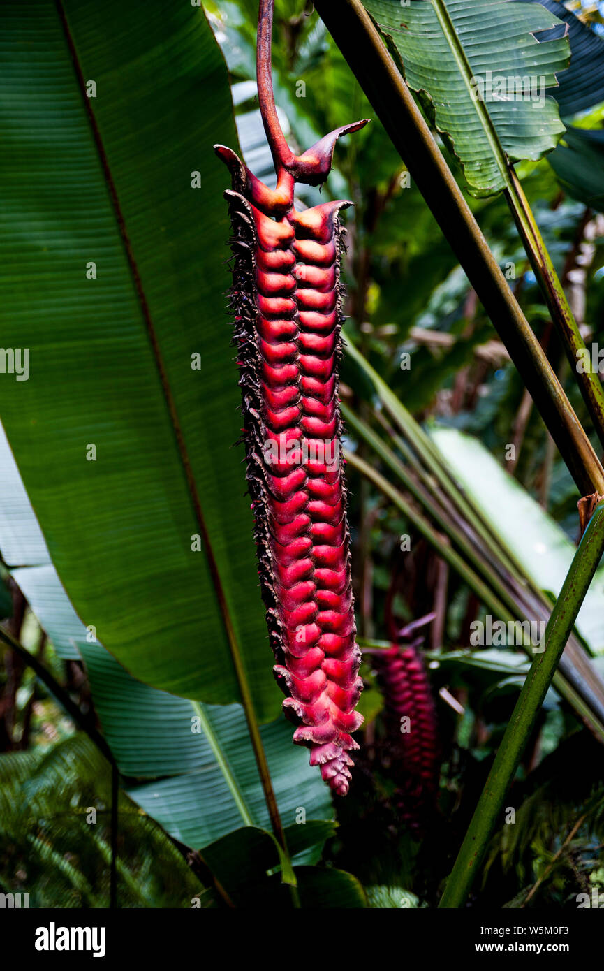 Fleur tropicale dans la luxuriante forêt tropicale sur la grande île d'Hawaï Banque D'Images