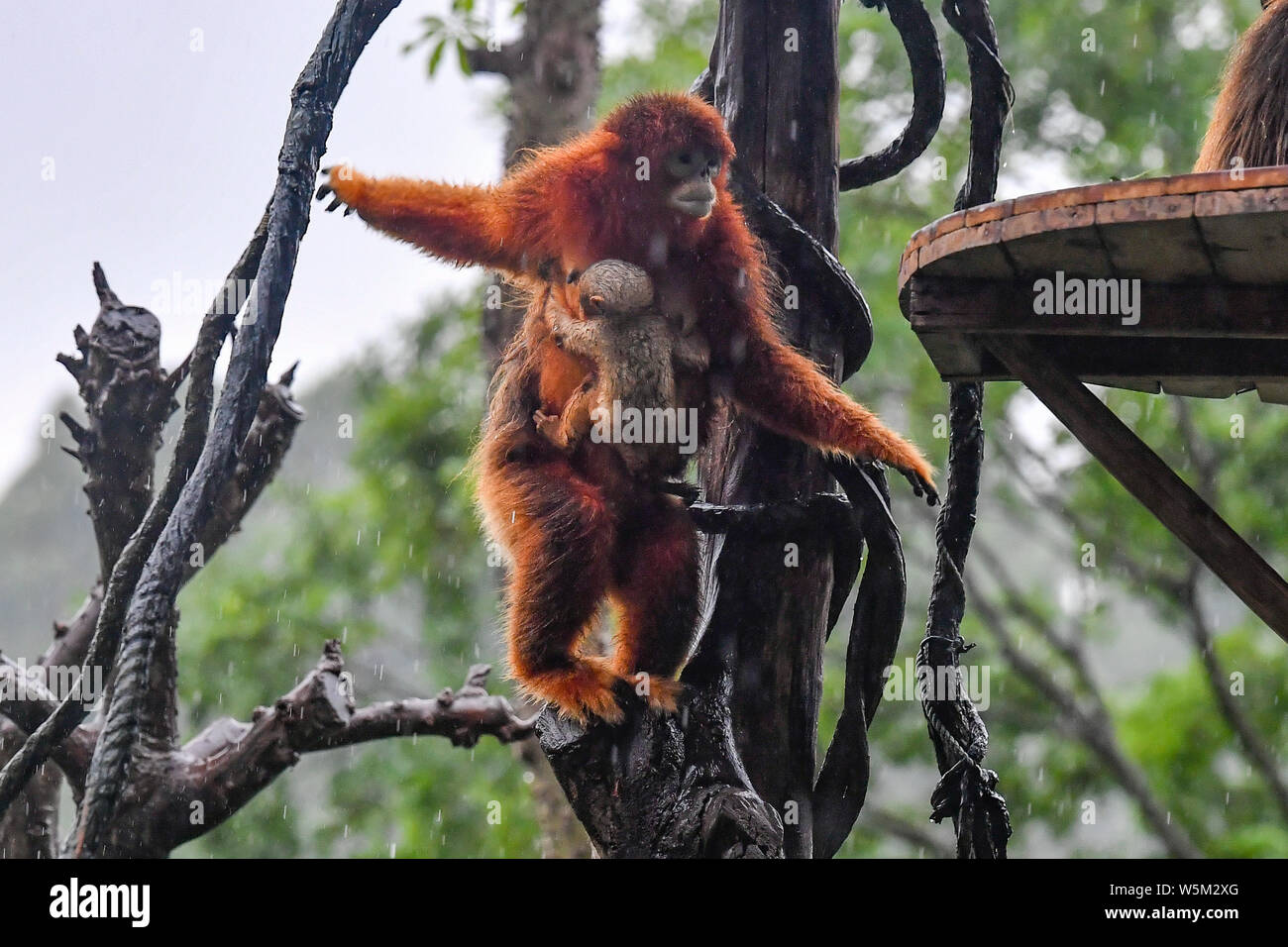 Un mois Golden snub-nosed singe nommé Xiaochun est adopté par sa mère lors de sa première apparition publique à l'Chimelong Parc Safari à Gua Banque D'Images