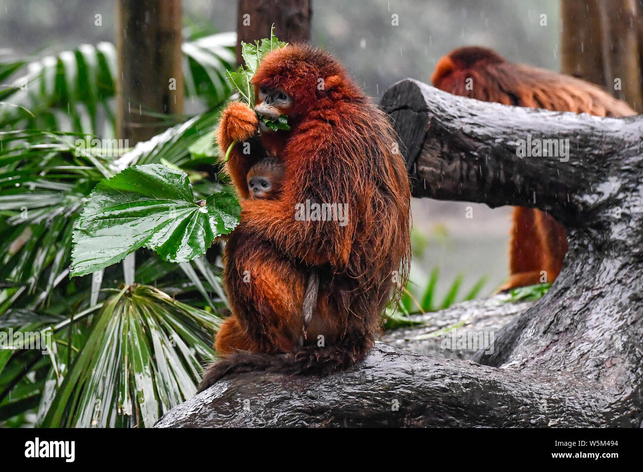 Un mois Golden snub-nosed singe nommé Xiaochun est adopté par sa mère lors de sa première apparition publique à l'Chimelong Parc Safari à Gua Banque D'Images
