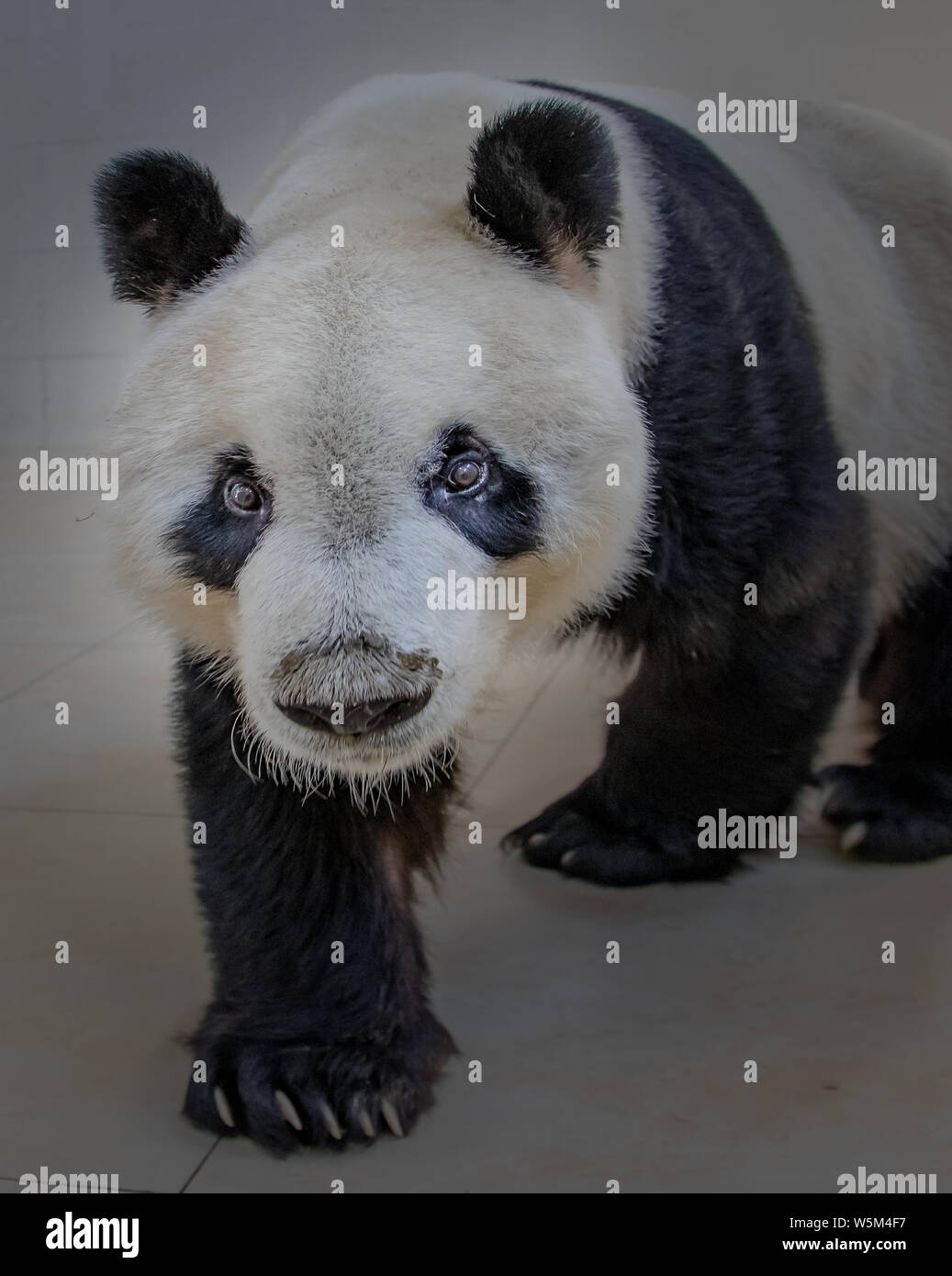 Panda géant Yuanyuan erre avant de partir pour l'Autriche à la reproduction de la base de Shenshuping Réserve naturelle nationale de Wolong en tibétain et Qiang Ngawa Banque D'Images