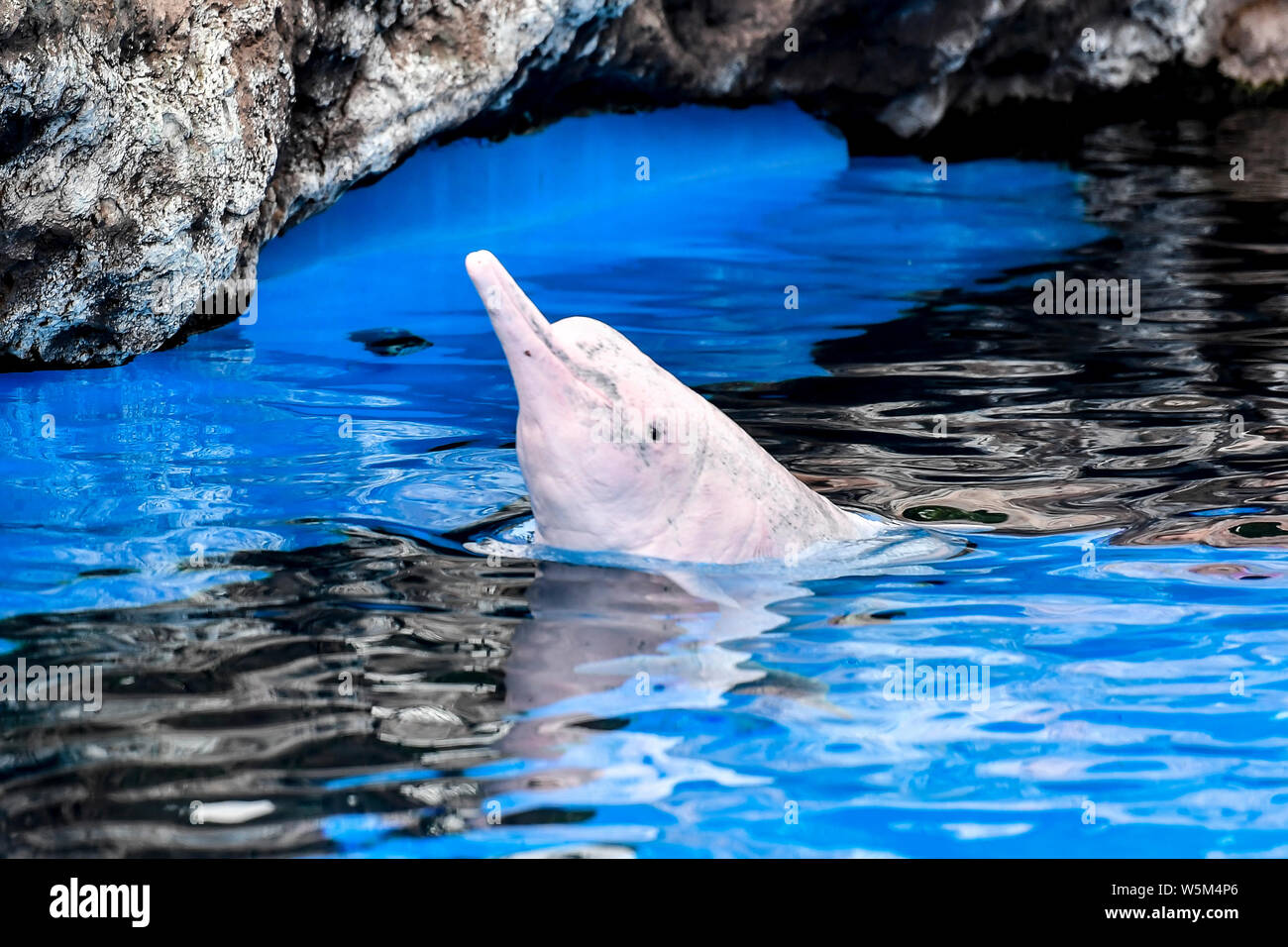 Un dauphin blanc chinois joue et exécute pendant un événement de sensibilisation à la protection des espèces menacées à l'océan Chimelong royaume en zh Banque D'Images
