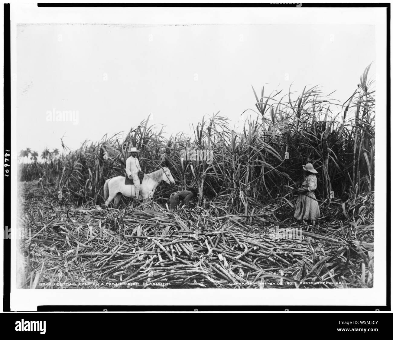 Canne de coupe sur une plantation de sucre cubain Banque D'Images