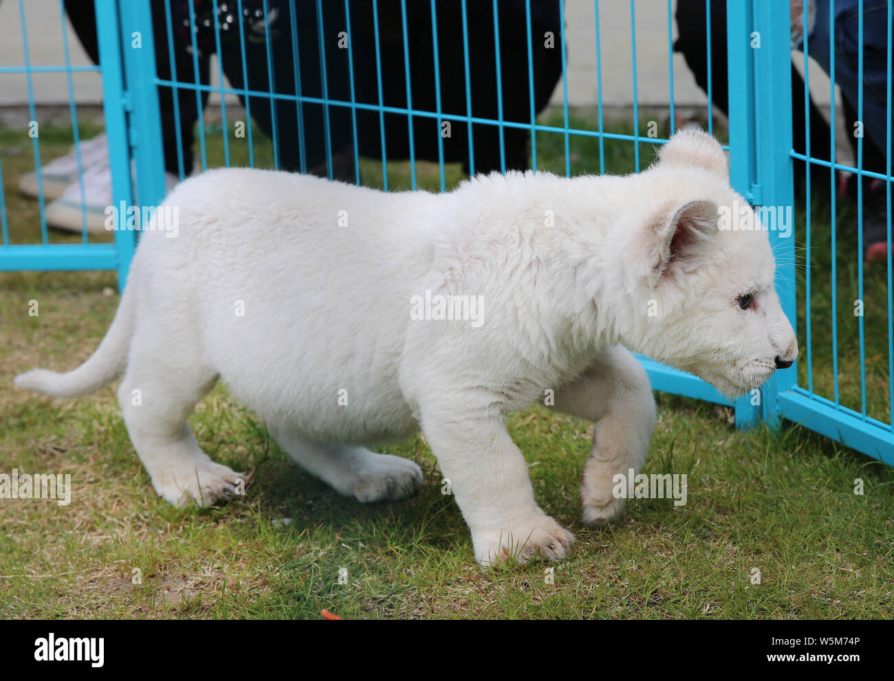 Le white lion cub est photographié à la forêt parc Safari à Nantong Nantong ville, province de Jiangsu en Chine de l'Est, 4 avril 2019. Le Nantong Forest Sa Banque D'Images