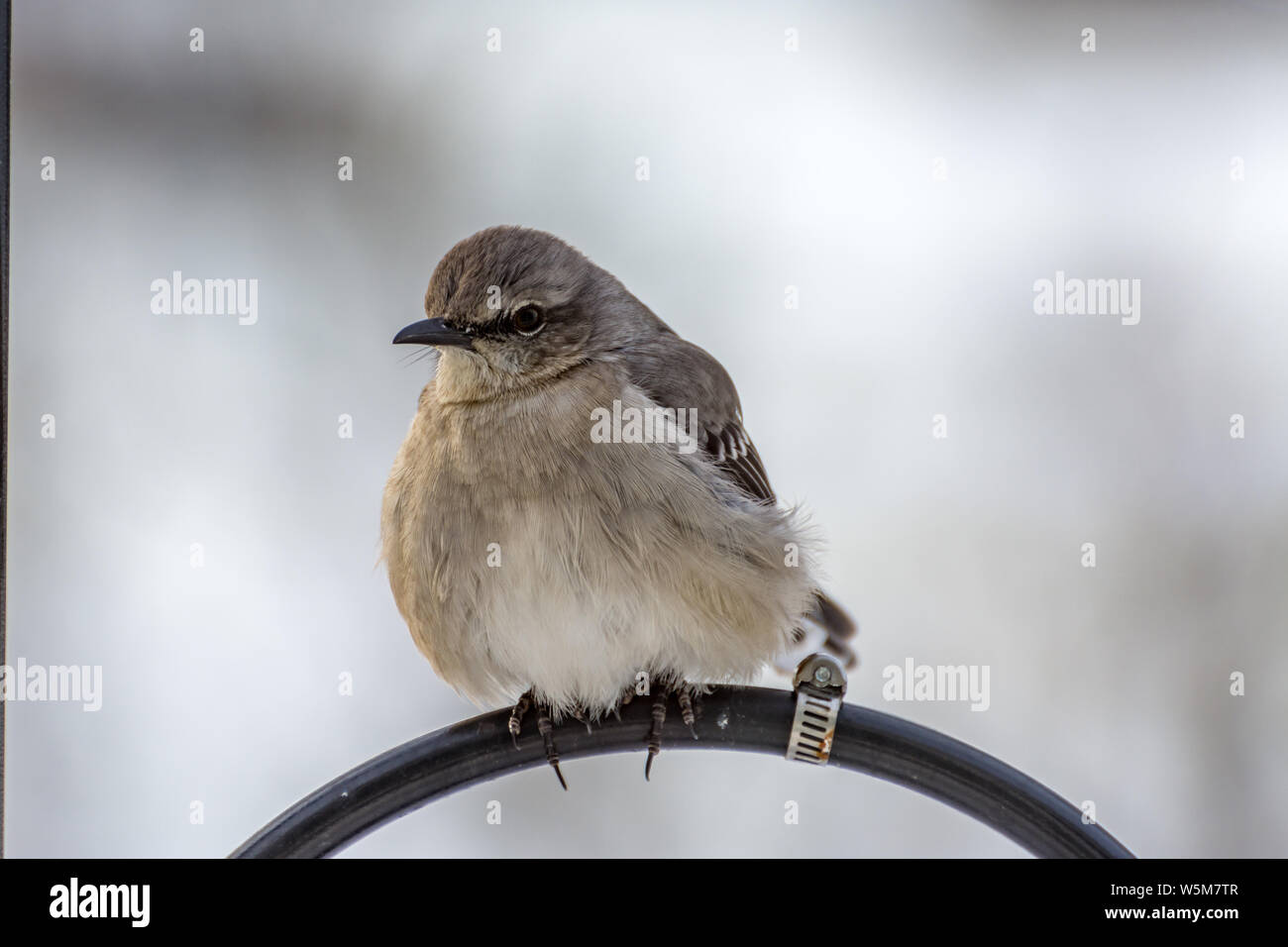 Young Dark-eyed Junco oiseau avec des plumes jusqu'fluffed en raison de l'hiver. Le nom scientifique est Junco hyemalis hyemalis Banque D'Images