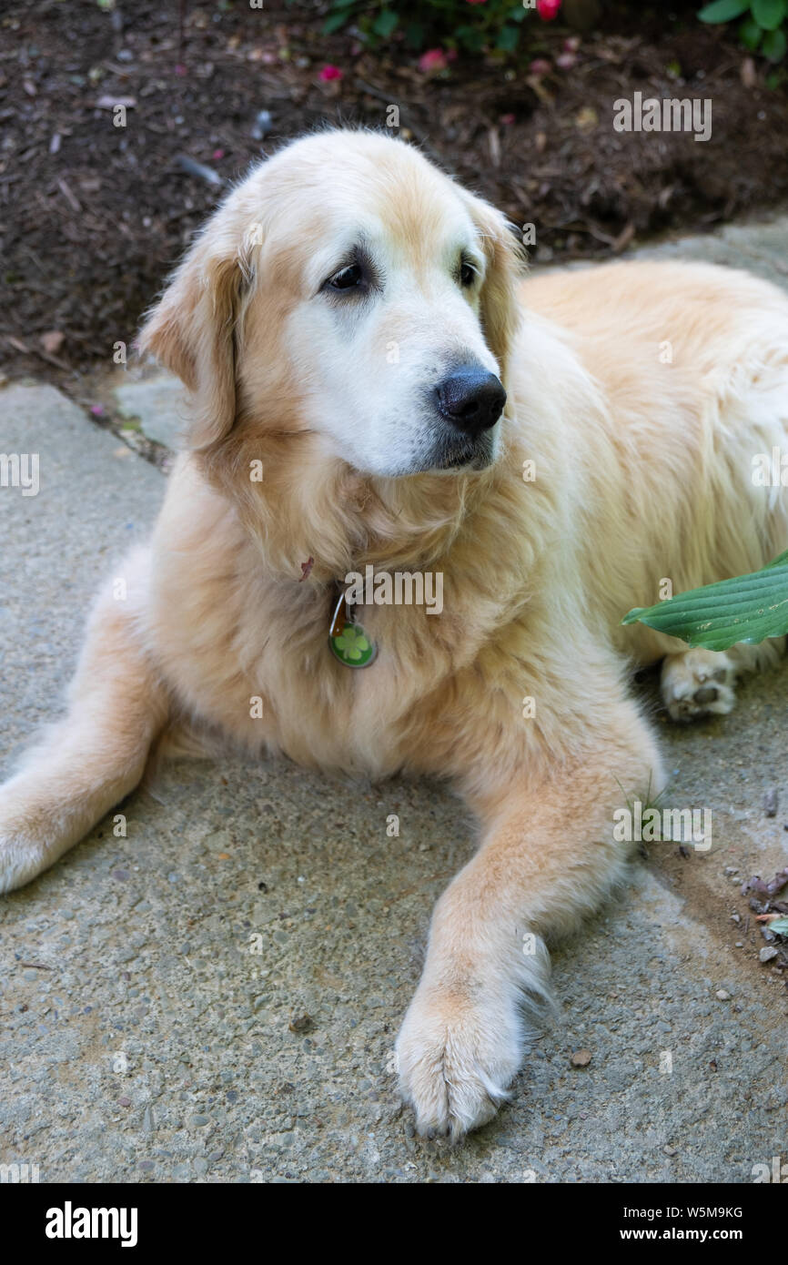 Un portrait golden retriever dog Banque D'Images
