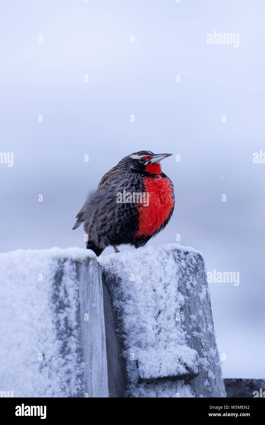 Un Long-tailed Meadowlark (Sturnella loyca) du Parc National Torres del Paine, au Chili. Banque D'Images