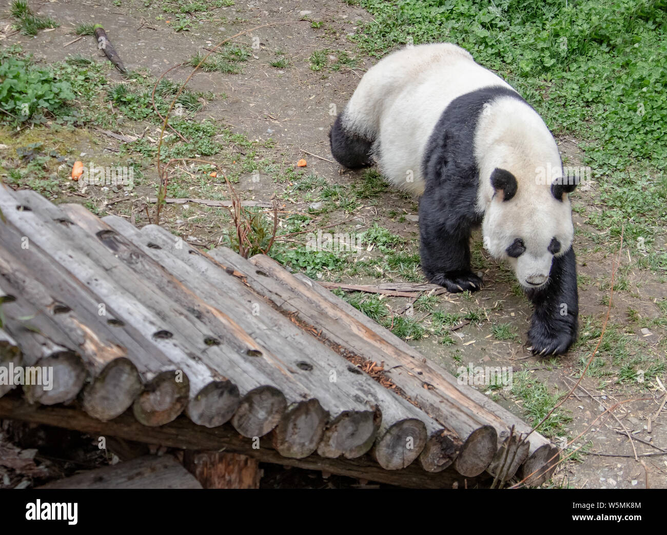 Panda géant Yuanyuan erre avant de partir pour l'Autriche à la reproduction de la base de Shenshuping Réserve naturelle nationale de Wolong en tibétain et Qiang Ngawa Banque D'Images