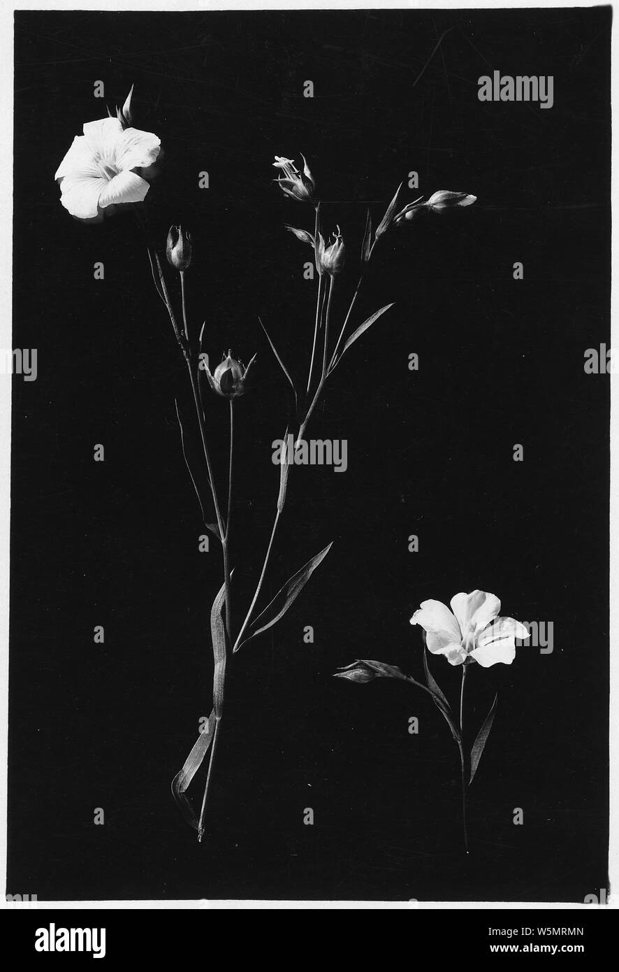 Les gousses de graines de lin, les bourgeons, les fleurs et les fleurs Banque D'Images