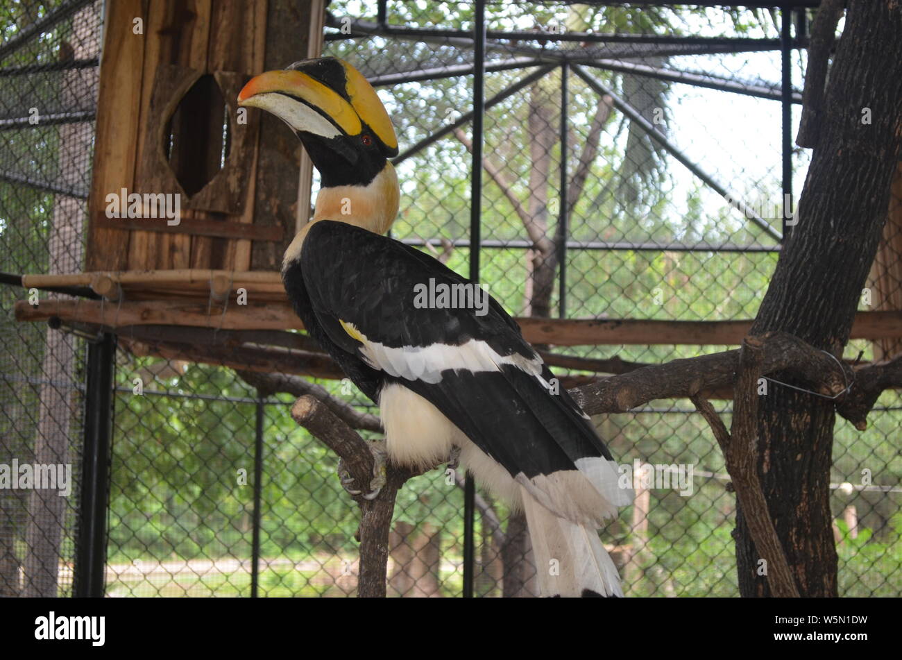 Photo prise à l'Huay Sai Centre d'élevage de la faune à Hua Hin d'un bec jaune calao oriental Banque D'Images