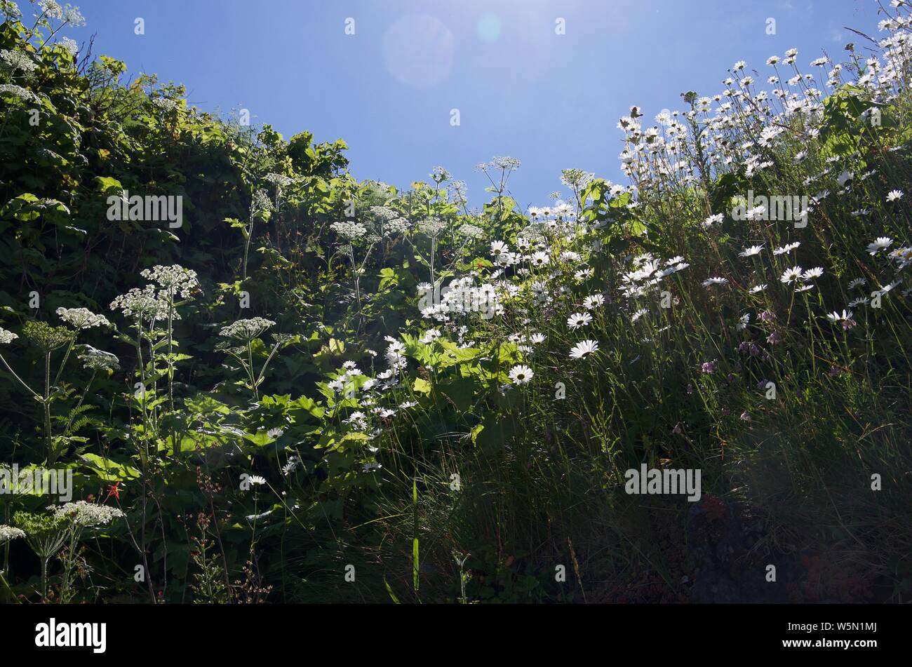 Le panais vache et marguerites sont brillamment éclairée par le soleil de l'après-midi sur une colline sur l'île Nootka, Colombie-Britannique Banque D'Images