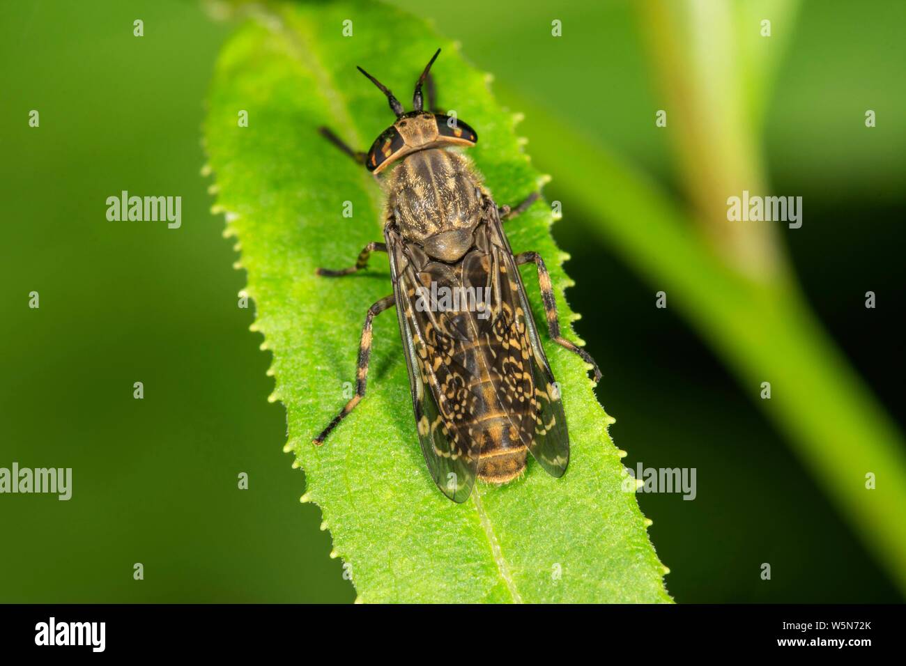 Encoche à cornes cleg (Haematopota pluvialis) sur une feuille, Baden-Wurttemberg, Allemagne Banque D'Images