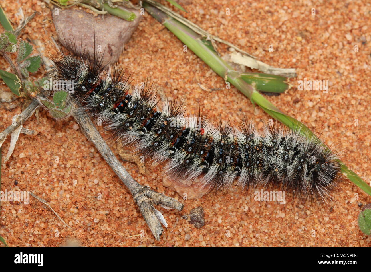 Hairy Caterpillar des terres arides de l'Australie Banque D'Images