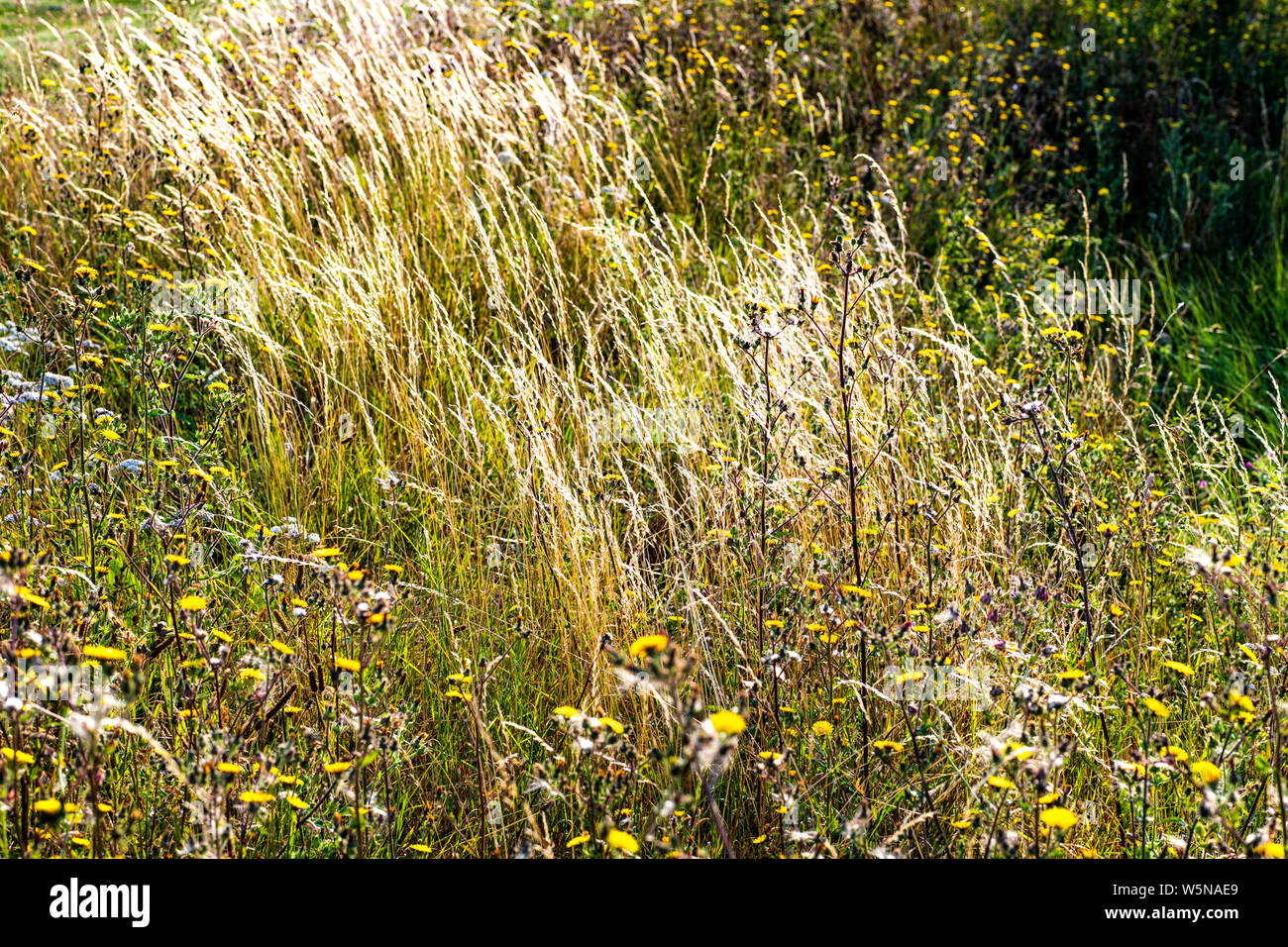 Les herbes de prairie à Burnham-on-Crouch Marina Nature Reserve, Essex, Angleterre Banque D'Images