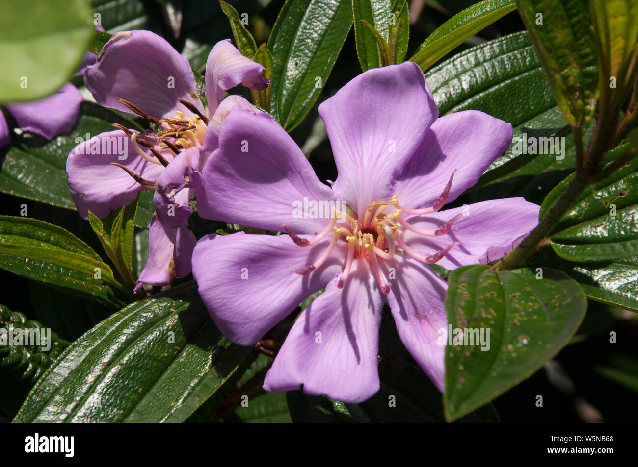 Des fleurs sauvages le long de la principale piste de marche sur l'île de Lamma, Hong Kong Banque D'Images