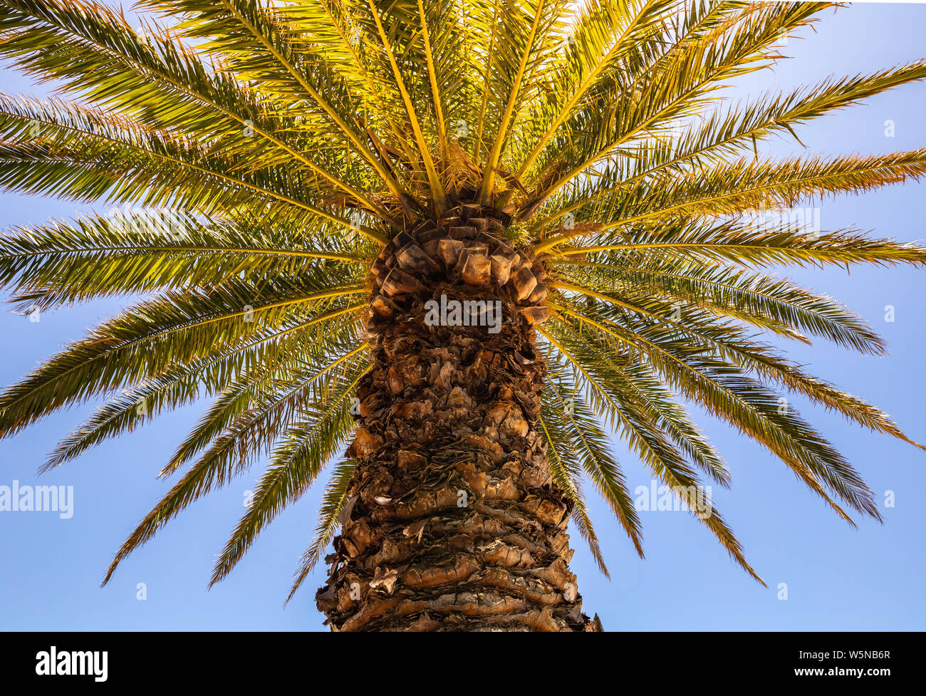 Vue de dessous d'un palmier avec le soleil chaud autour d'elle Banque D'Images
