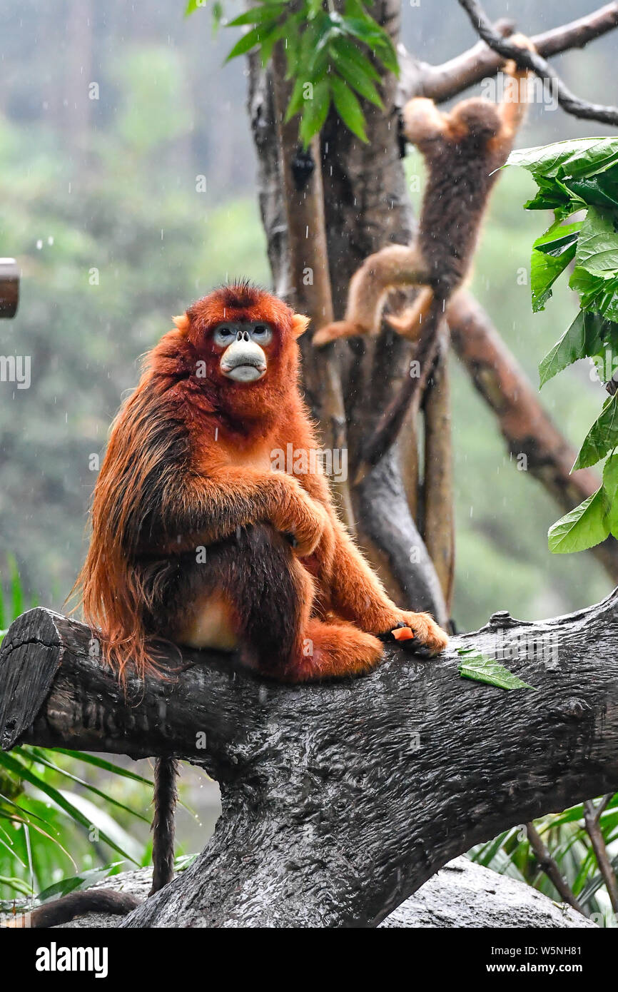 Un mois Golden snub-nosed singe nommé Xiaochun est adopté par sa mère lors de sa première apparition publique à l'Chimelong Parc Safari à Gua Banque D'Images