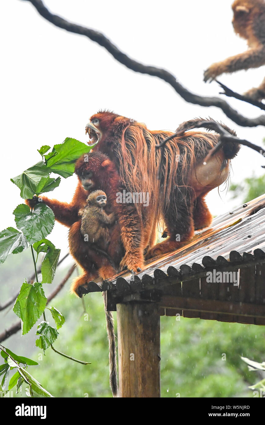 Un mois Golden snub-nosed singe nommé Xiaochun est adopté par sa mère lors de sa première apparition publique à l'Chimelong Parc Safari à Gua Banque D'Images