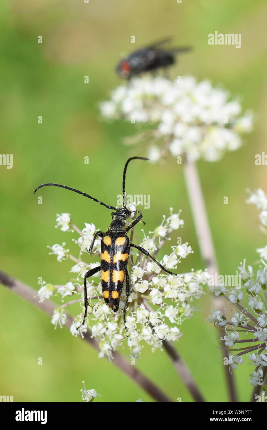 Quatre-longicorne Leptura quadrifasciata bagués sur une fleur blanche Banque D'Images