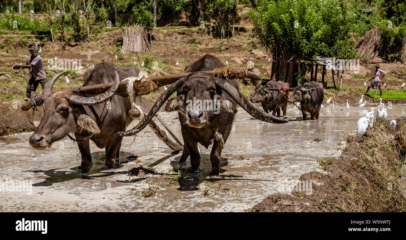 Uda Walawe, Sri Lanka - 2019-03-38 - Le buffle d'eau Travaux publics Champ de riz pour la plantation. Banque D'Images