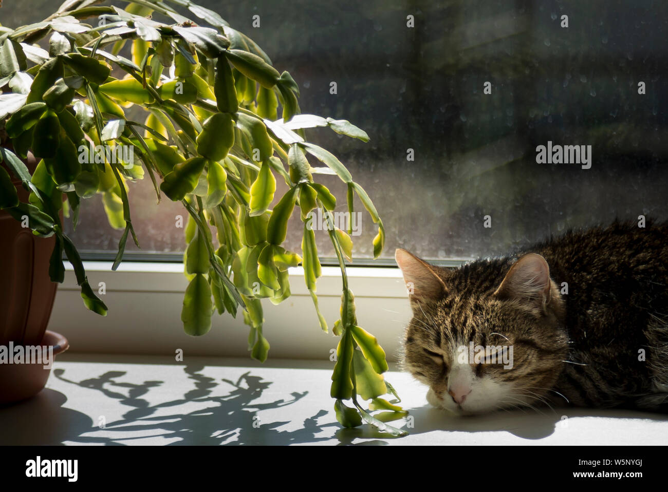 Portrait d'un chat endormi sur le rebord de la fenêtre Banque D'Images