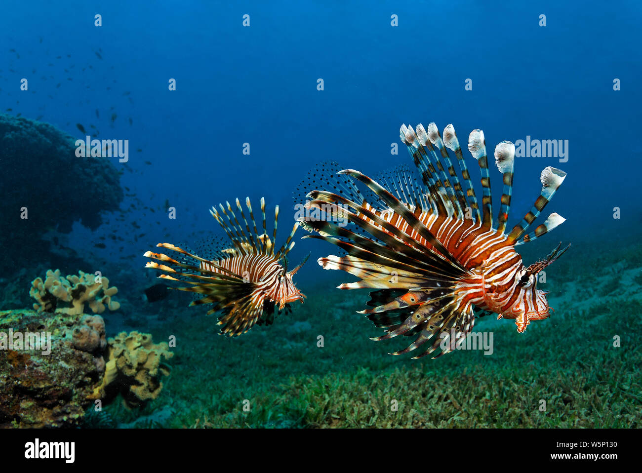 Deux lionfishes Pterois volitans (commune), dans un récif de corail, Hurghada, Egypte Banque D'Images