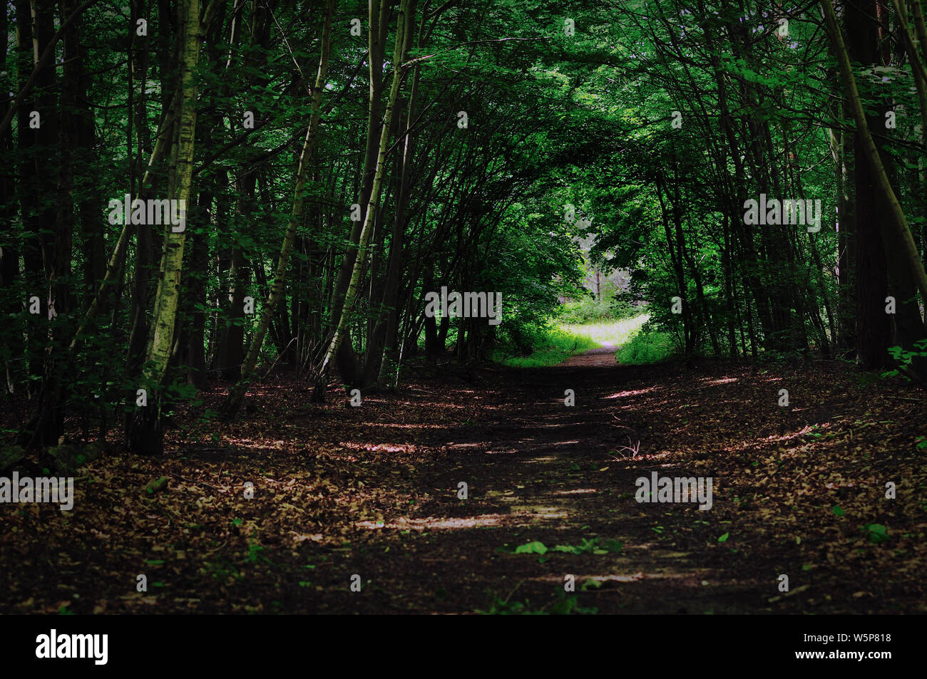 La forêt de Thetford, Norfolk Banque D'Images