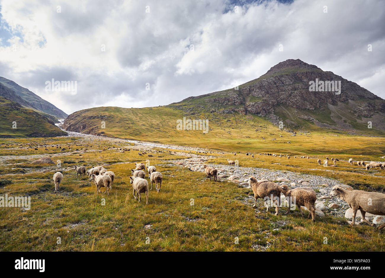 Moutons dans près de la rivière dans les montagnes Terskey Alatau, du Kirghizistan, de l'Asie centrale Banque D'Images