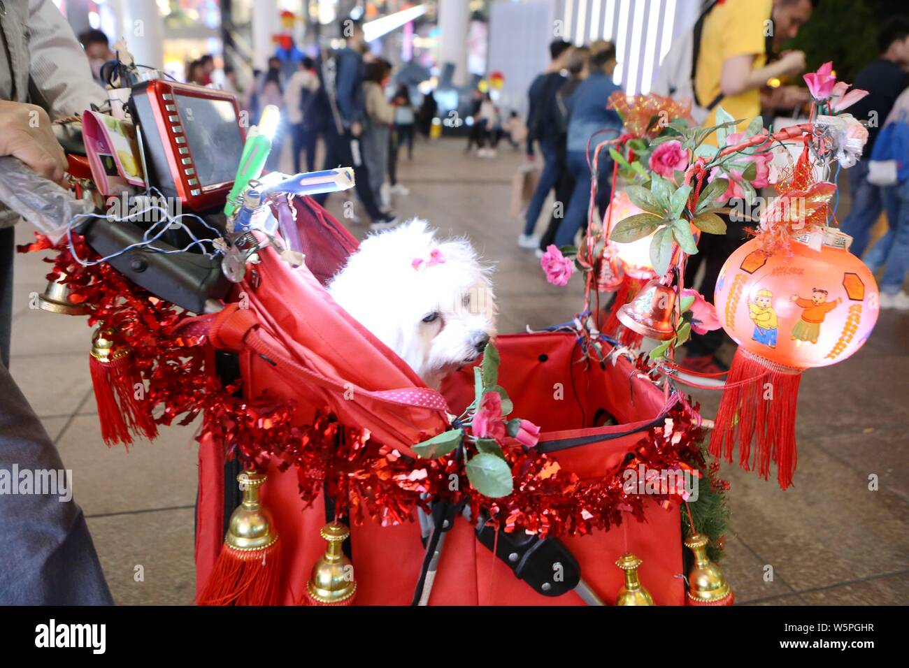 A 70 ans, hauts promène son chien de compagnie grâce à l'aide d'une poussette de bébé décorées de fleurs, de lanternes chinoises, noeuds et une musique haut-parleur, dans Shang Banque D'Images